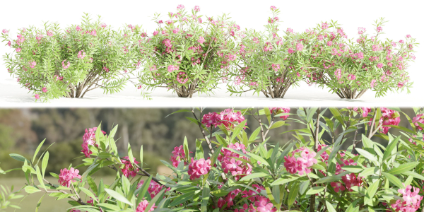 Oleander collection vol 166-Blender