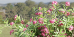 Oleander collection vol 166-Blender