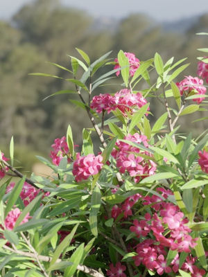 oleander-collection-vol-166-blender-3d-model-83110e5a51
