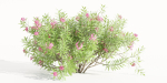 Oleander collection vol 166-Blender