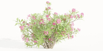 Oleander collection vol 166-Blender