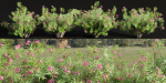 Oleander flowering bush collection vol 208