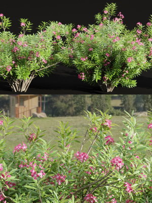 Oleander flowering bush collection vol 208