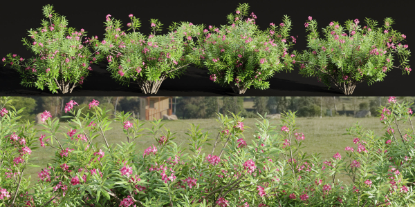 Oleander flowering bush collection vol 208