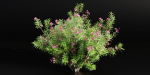 Oleander flowering bush collection vol 208
