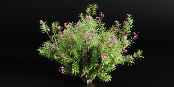 Oleander flowering bush collection vol 208