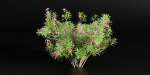Oleander flowering bush collection vol 208