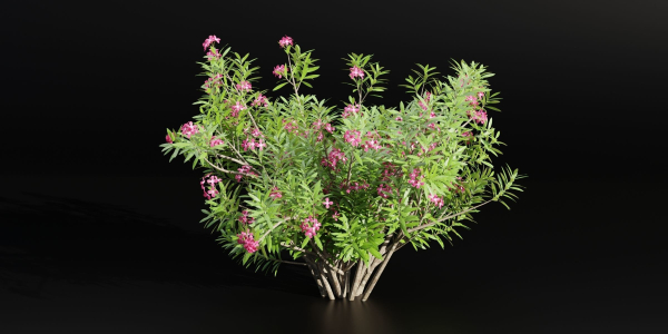 Oleander flowering bush collection vol 208