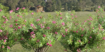 Oleander flowering bush collection vol 208