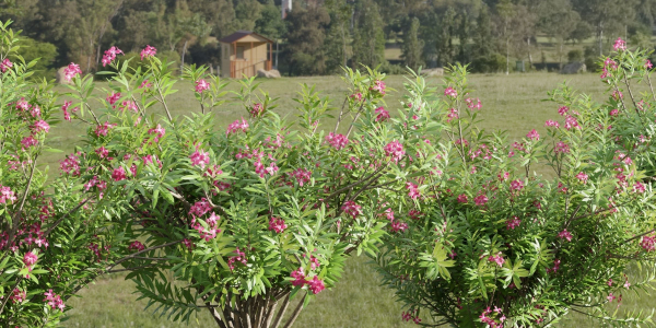Oleander flowering bush collection vol 208