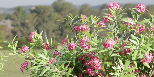 Oleander flowering bush collection vol 208