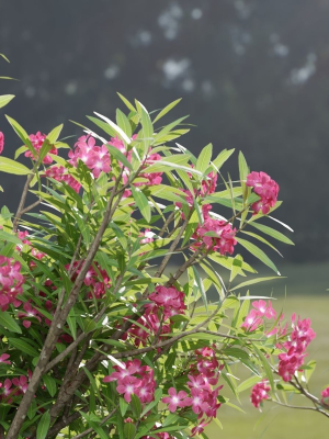 oleander-flowering-bush-collection-vol-208-3d-model-6767964c4e