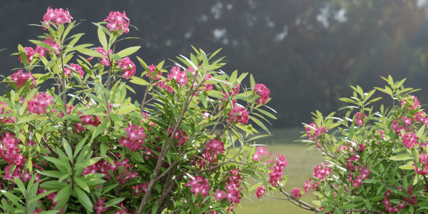 Oleander flowering bush collection vol 208