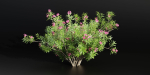 Oleander flowering bush collection vol 208