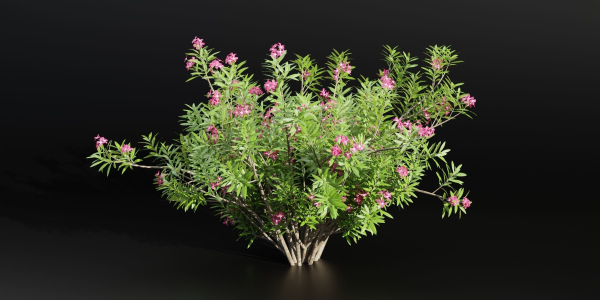 Oleander flowering bush collection vol 208