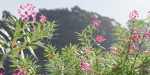 Oleander flowering bush collection vol 208