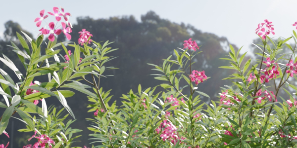 Oleander flowering bush collection vol 208