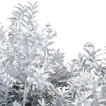 Oleander flowering bush collection vol 208