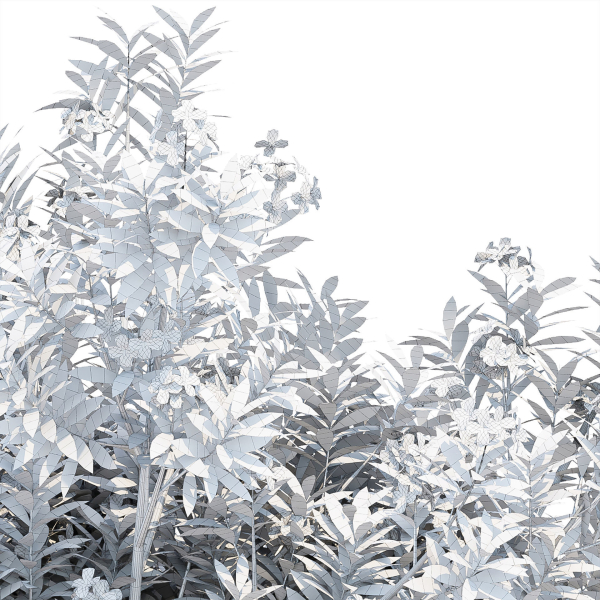Oleander flowering bush collection vol 208