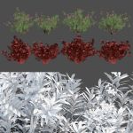 Oleander flowering bush collection vol 208