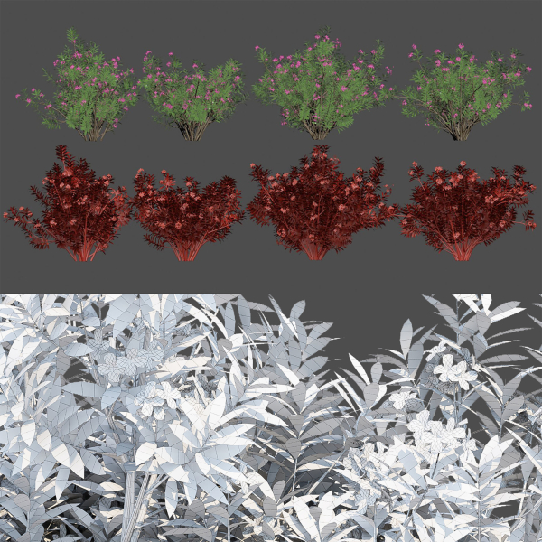 Oleander flowering bush collection vol 208