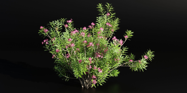 Oleander flowering bush collection vol 208