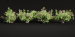Oleander flowering bush collection vol 208