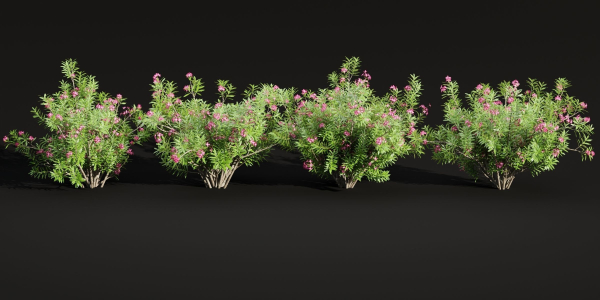 Oleander flowering bush collection vol 208