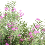 Oleander flowering bush collection vol 208