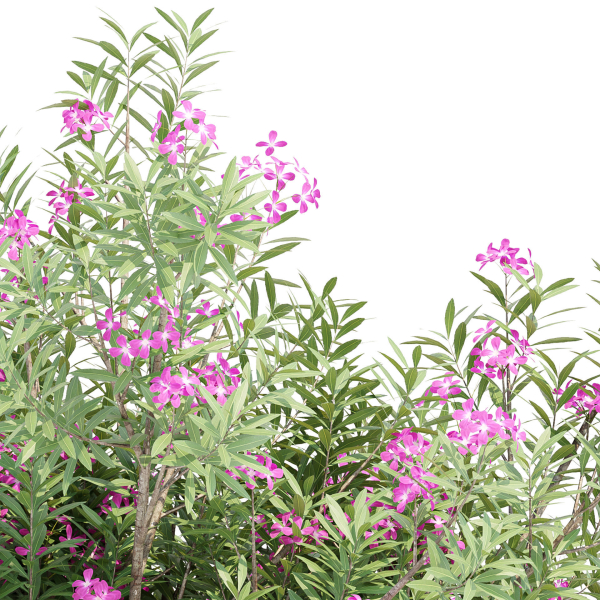 Oleander flowering bush collection vol 208