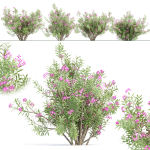 Oleander flowering bush collection vol 208