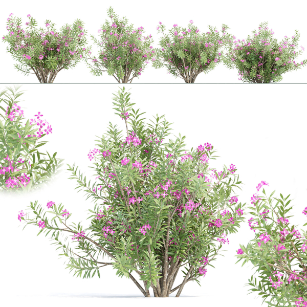 Oleander flowering bush collection vol 208