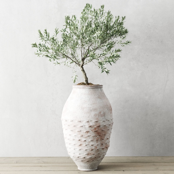 Olive European In Antique Vessels