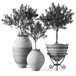 Olive European In Antique Vessels