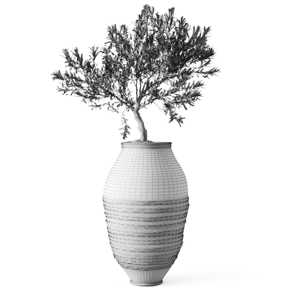Olive European In Antique Vessels