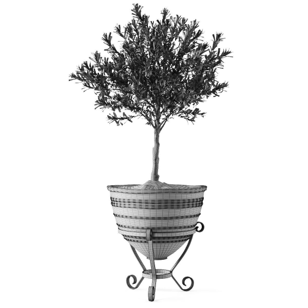 Olive European In Antique Vessels