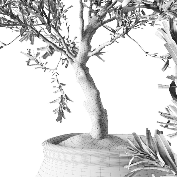 Olive European In Antique Vessels