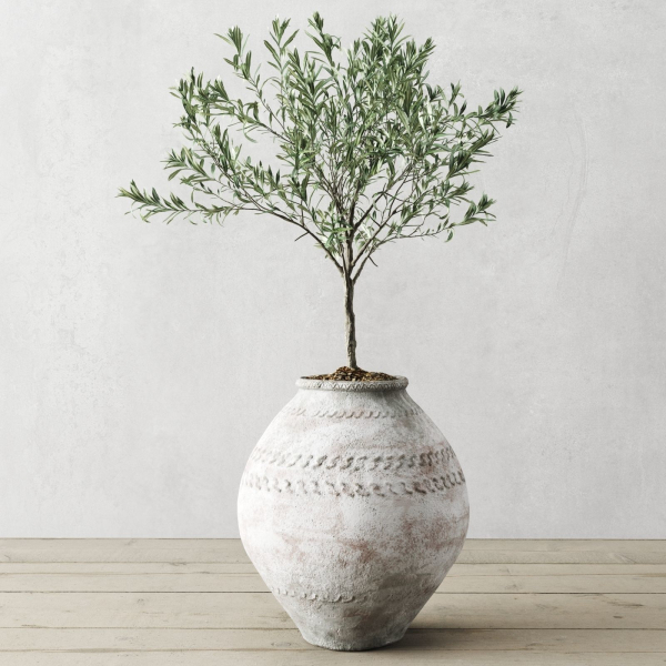 Olive European In Antique Vessels