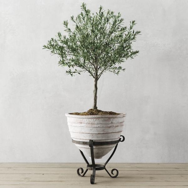 Olive European In Antique Vessels
