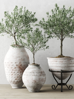 Olive European In Antique Vessels
