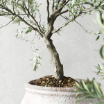 Olive European In Antique Vessels