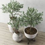 Olive European In Antique Vessels