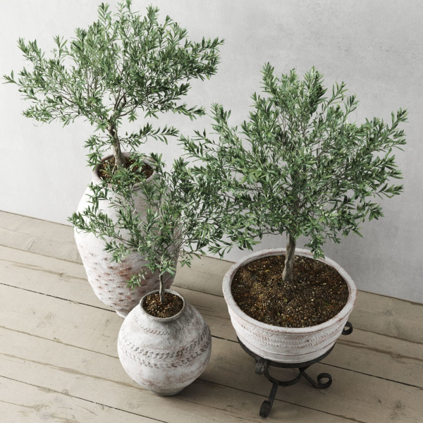 Olive European In Antique Vessels
