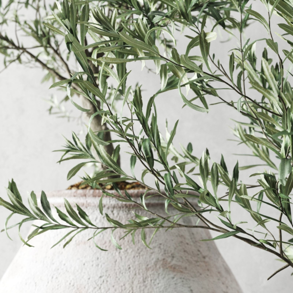 Olive European In Antique Vessels