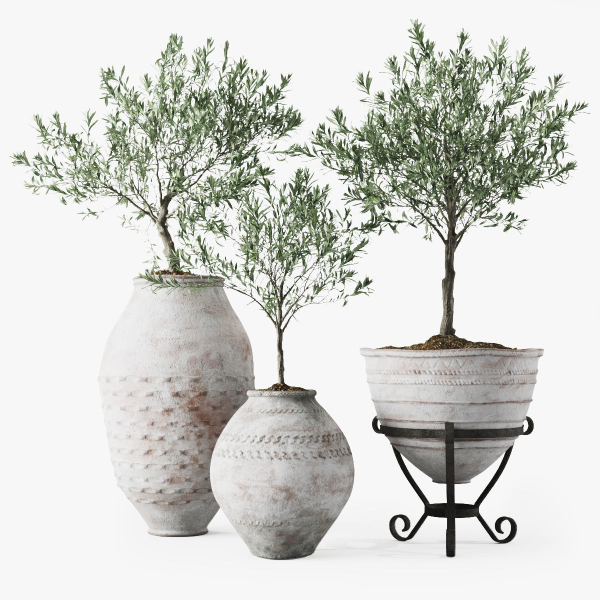 Olive European In Antique Vessels