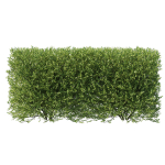 Olive Little Ollie bush