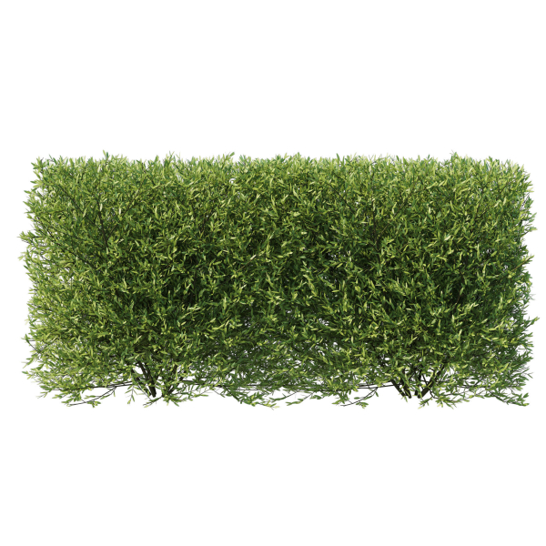 Olive Little Ollie bush