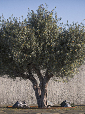 olive-tree-08-retopo-3d-model-max-obj-fbx-dxf