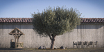 Olive Tree 08 RETOPO