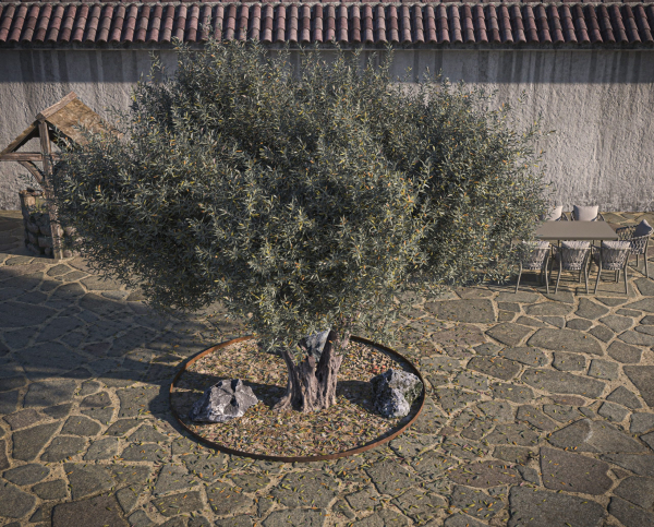 Olive Tree 08 RETOPO